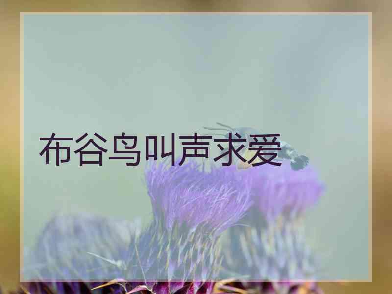 布谷鸟叫声求爱